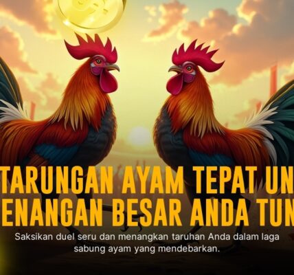 Mengenal Ayam Bangkok: Raja Sabung Ayam Paling Tangguh
